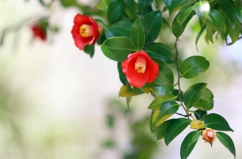 【連休案内】2025年-2026年冬季休業のお知らせ